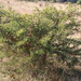 Acacia nefasia