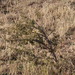 Acacia nefasia