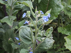 Pentaglottis sempervirens