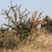 Acacia nefasia