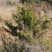 Acacia nefasia