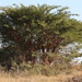 Acacia nefasia