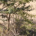 Acacia nefasia