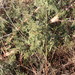 Acacia nefasia