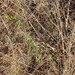 Acacia nefasia