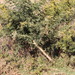 Acacia nefasia