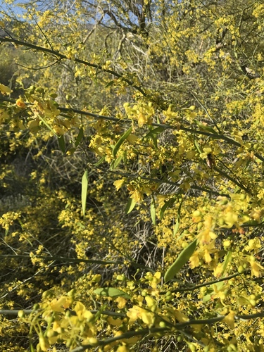iNaturalist observation photo of blue palo verde