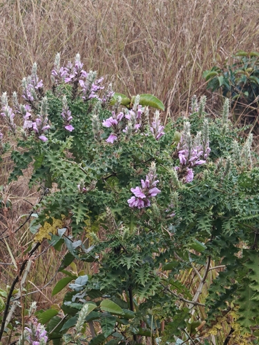 Acanthus pubescens, 2026-07-07