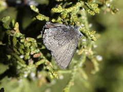 Callophrys fotis