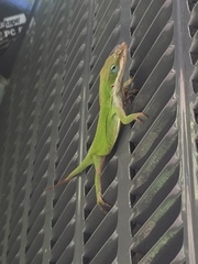 Anolis carolinensis