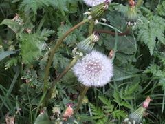 Taraxacum officinale