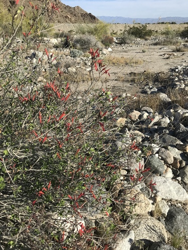 iNaturalist observation photo of chuparosa