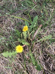 Taraxacum duplidentifrons