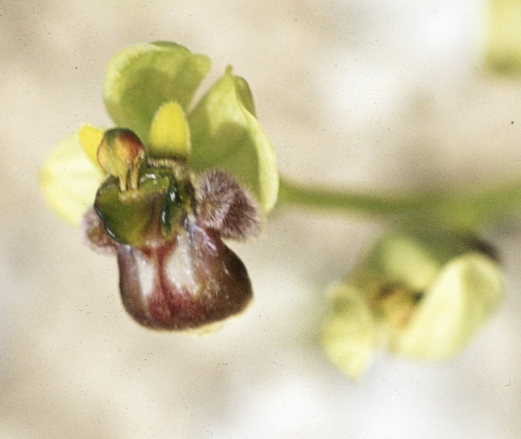 Ophrys bombyliflora; photograph (c) F. Bemmerlein-Lux, some rights reserved (CC BY)