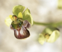 Ophrys bombyliflora