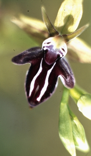 Ophrys cretica, photograph 3