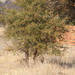 Acacia nefasia