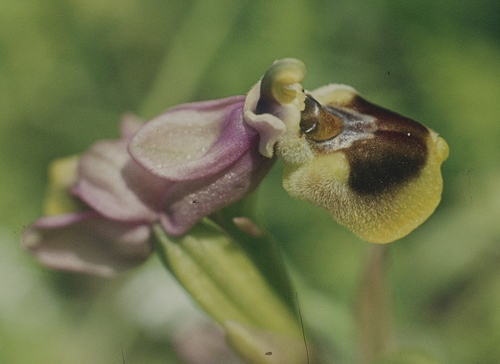 Ophrys tenthredinifera, photograph 5
