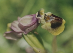 Ophrys tenthredinifera, photograph (c) F. Bemmerlein-Lux, some rights reserved (CC BY)