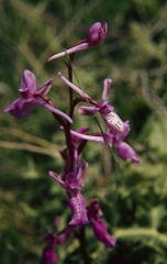 Orchis anatolica