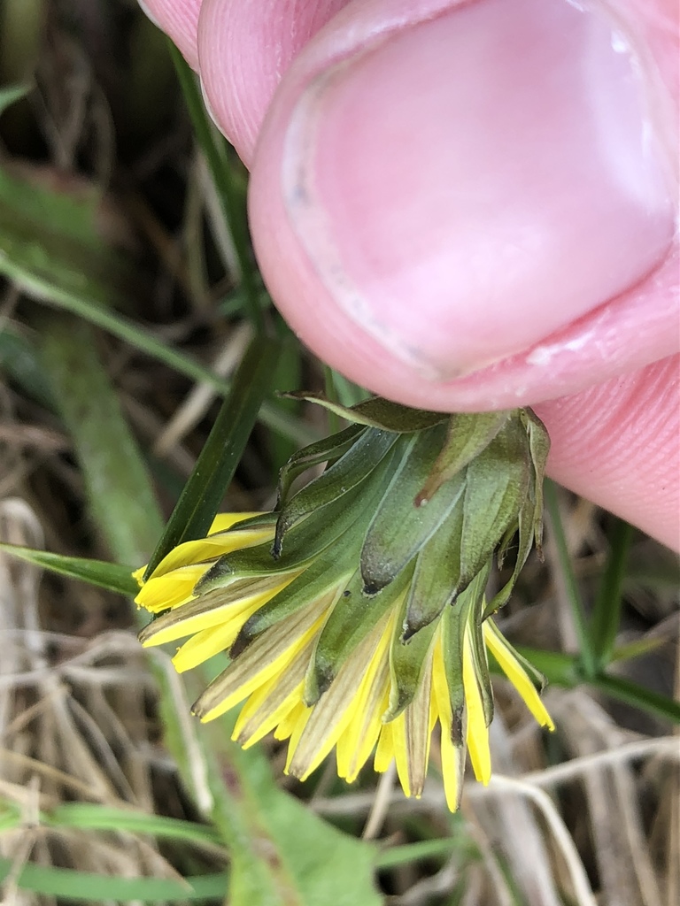 Dandelion