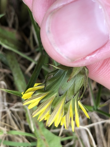 double-toothed dandelion (Taraxacum duplidentifrons)