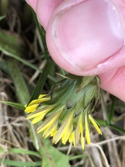 Taraxacum duplidentifrons