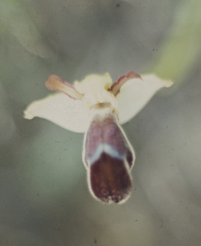 Ophrys omegaifera