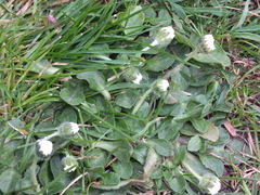 Bellis perennis