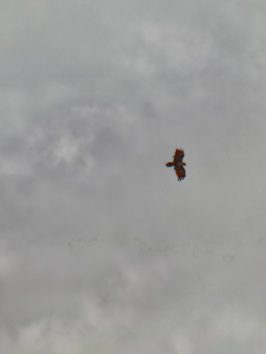 Brahminy Kite (Indian)