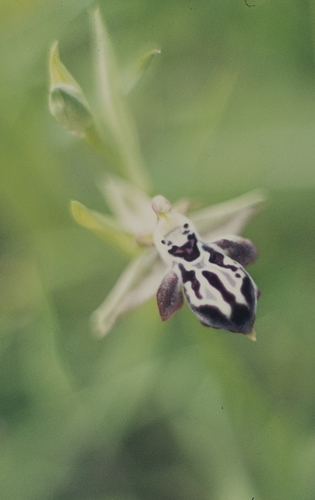 Ophrys cretica, photograph 2