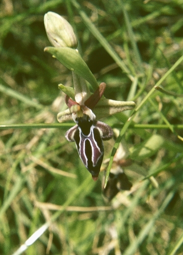 Ophrys cretica