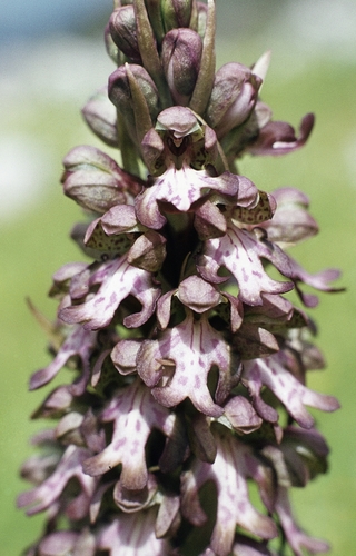 Himantoglossum robertianum, photograph 3