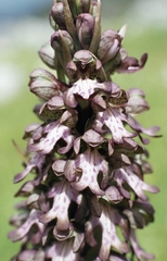 Himantoglossum robertianum, photograph (c) F. Bemmerlein-Lux, some rights reserved (CC BY)
