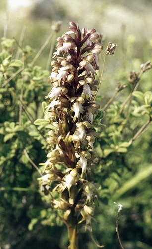 Himantoglossum robertianum, photograph 4