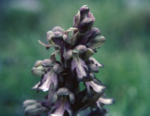 Himantoglossum robertianum, photograph 2
