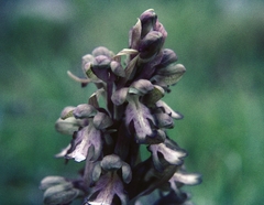 Himantoglossum robertianum, photograph (c) F. Bemmerlein-Lux, some rights reserved (CC BY)