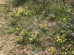 Erysimum crepidifolium