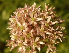 Allium nigrum