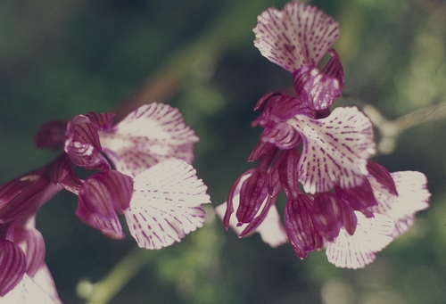 Anacamptis papilionacea