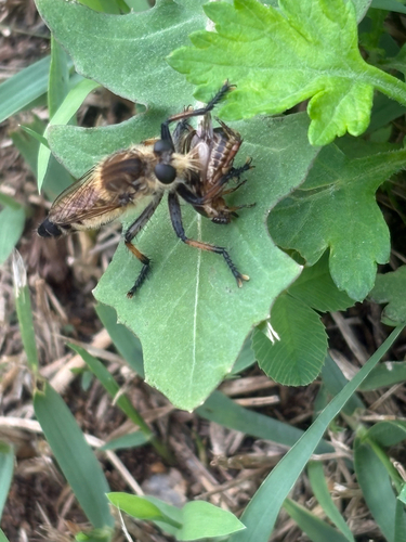 Promachus yesonicus