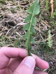 Taraxacum duplidentifrons