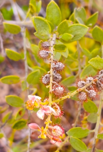 Krameria tomentosa, 2026-05-17