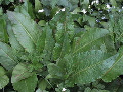 Rumex obtusifolius