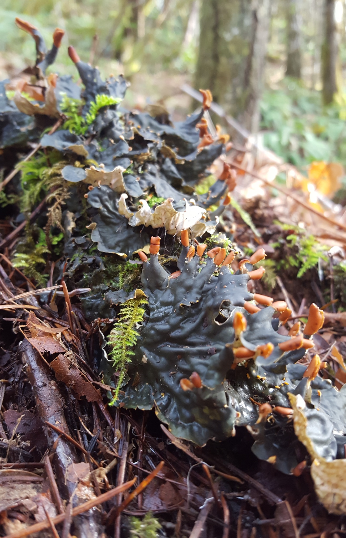 Peltigera image