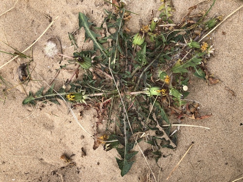spreading-bracted dandelion (Taraxacum pseudolarssonii)