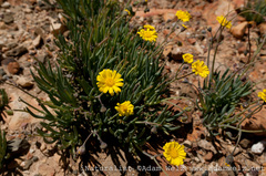 Crassothonna cacalioides