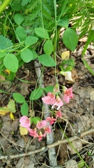 Lathyrus rotundifolius, photograph (c) Полина Полежанкина, some rights reserved (CC BY)