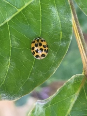 Harmonia axyridis