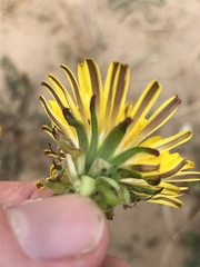 Taraxacum pseudolarssonii
